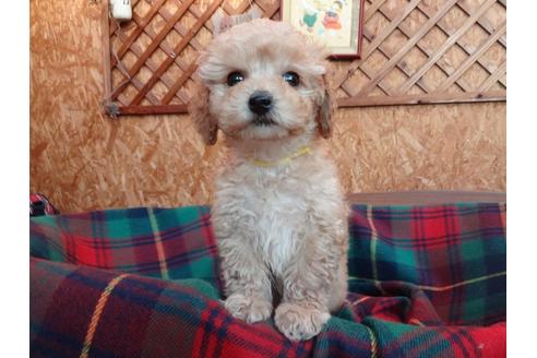 成約済の宮城県のトイプードル-121149の1枚目
